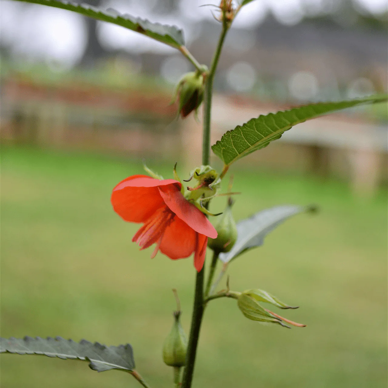 Scarlet Pentapetes Seeds (Pentapetes phoenicea) - Image 2