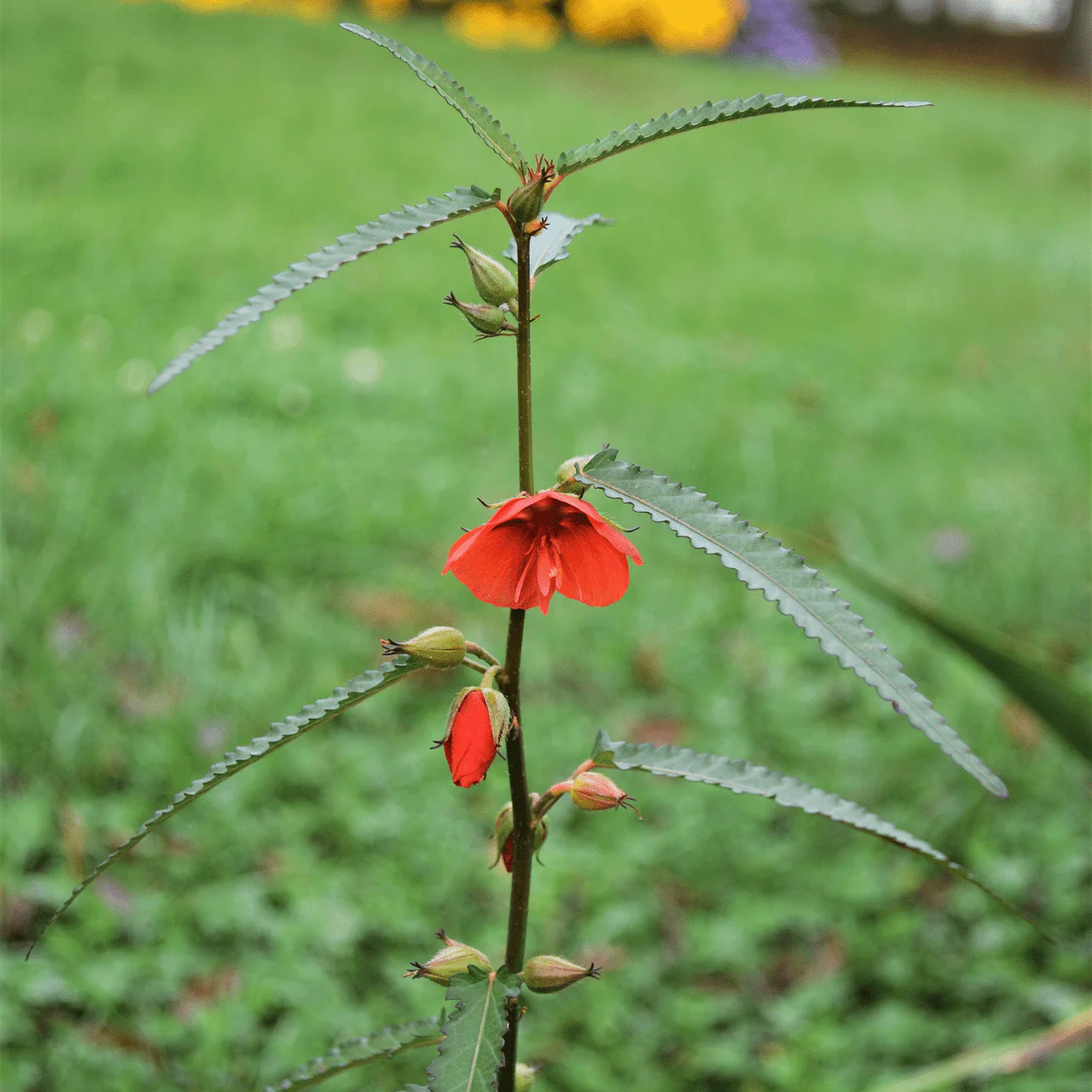 Scarlet Pentapetes Seeds (Pentapetes phoenicea) - Image 3