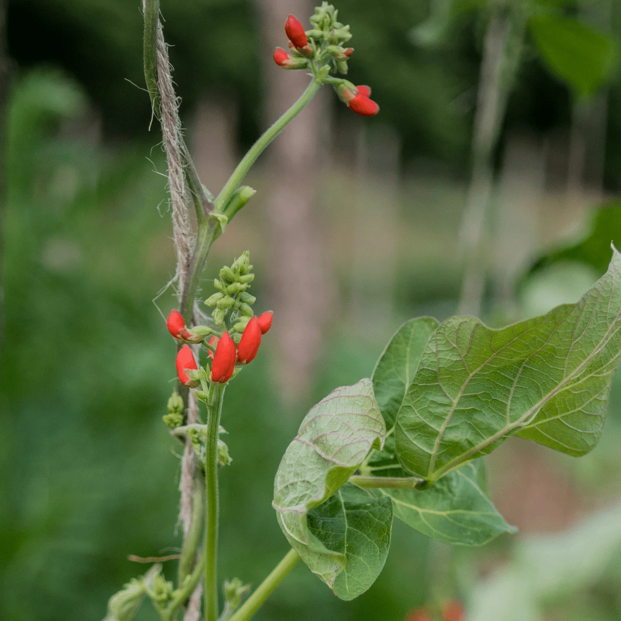 Scarlet Runner Bean Seeds (Phaseolus coccineus) - Image 3