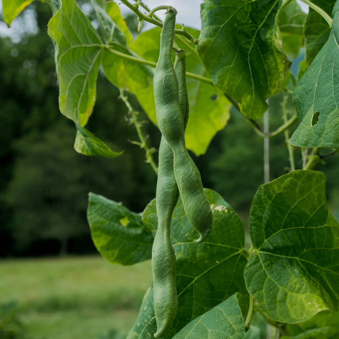 Scarlet Runner Bean Seeds (Phaseolus coccineus) - Image 4