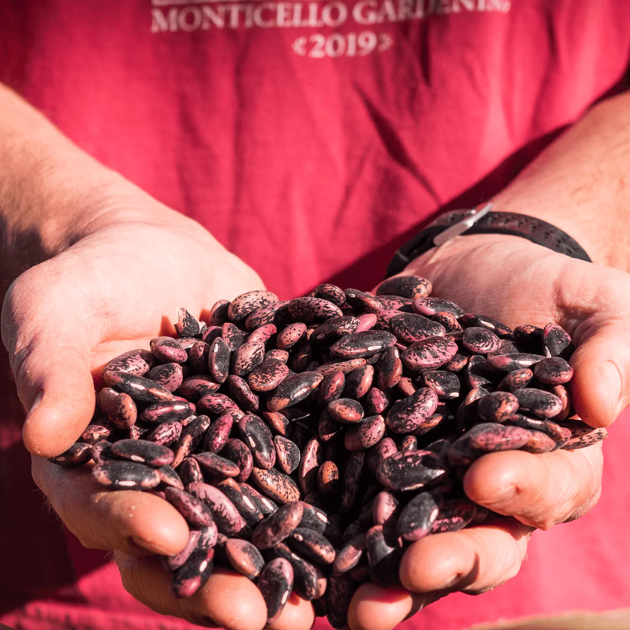 Scarlet Runner Bean Seeds (Phaseolus coccineus) - Image 5