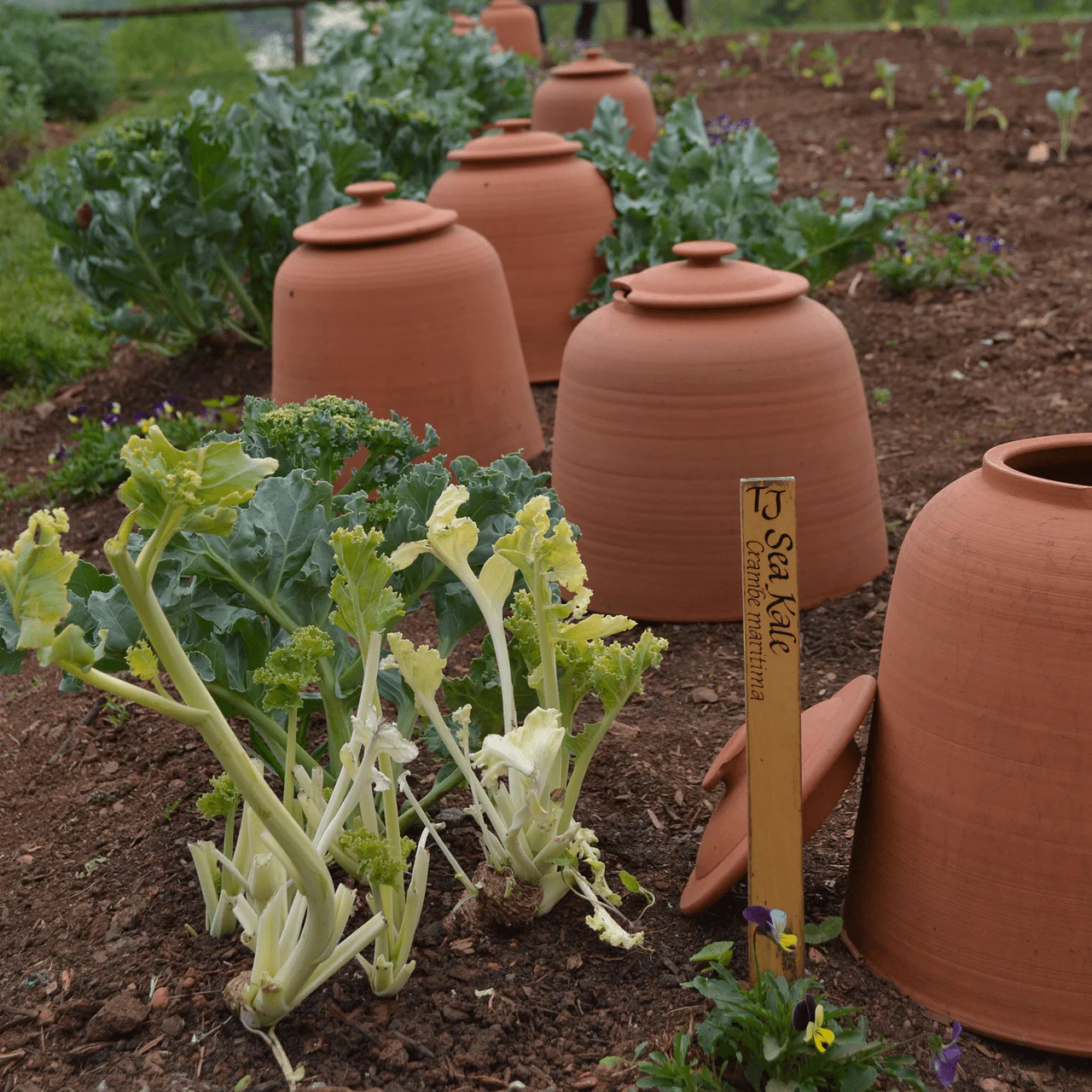Sea Kale (Crambe maritima) - Image 3