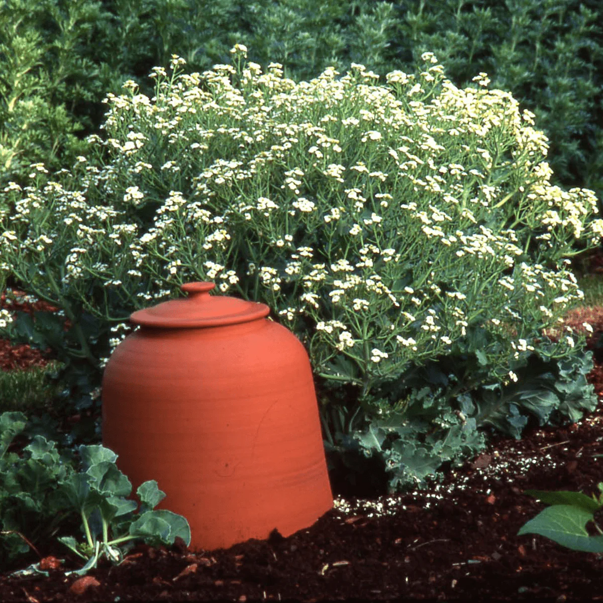 Sea Kale (Crambe maritima) - Image 4