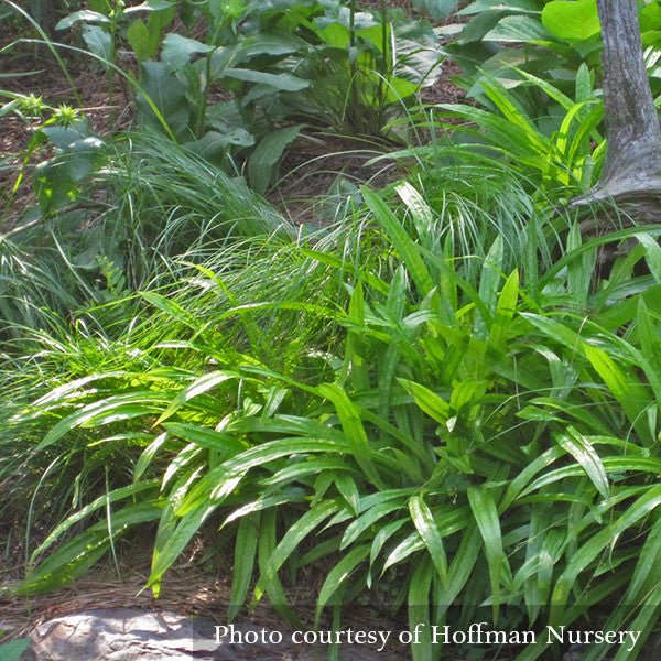 Seersucker Sedge; Plantainleaf Sedge (Carex plantaginea) - Image 2