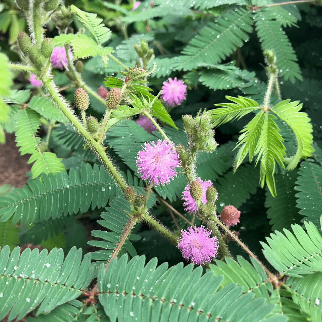 Sensitive Plant Seeds (Mimosa pudica) - Image 2