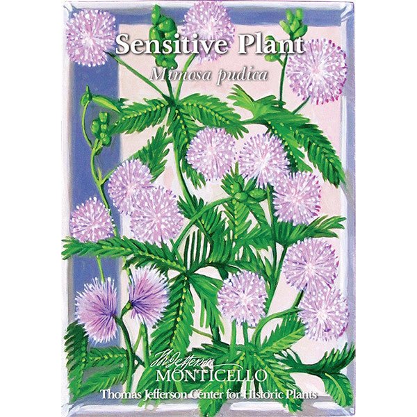 Sensitive Plant Seeds (Mimosa pudica) - Image 4