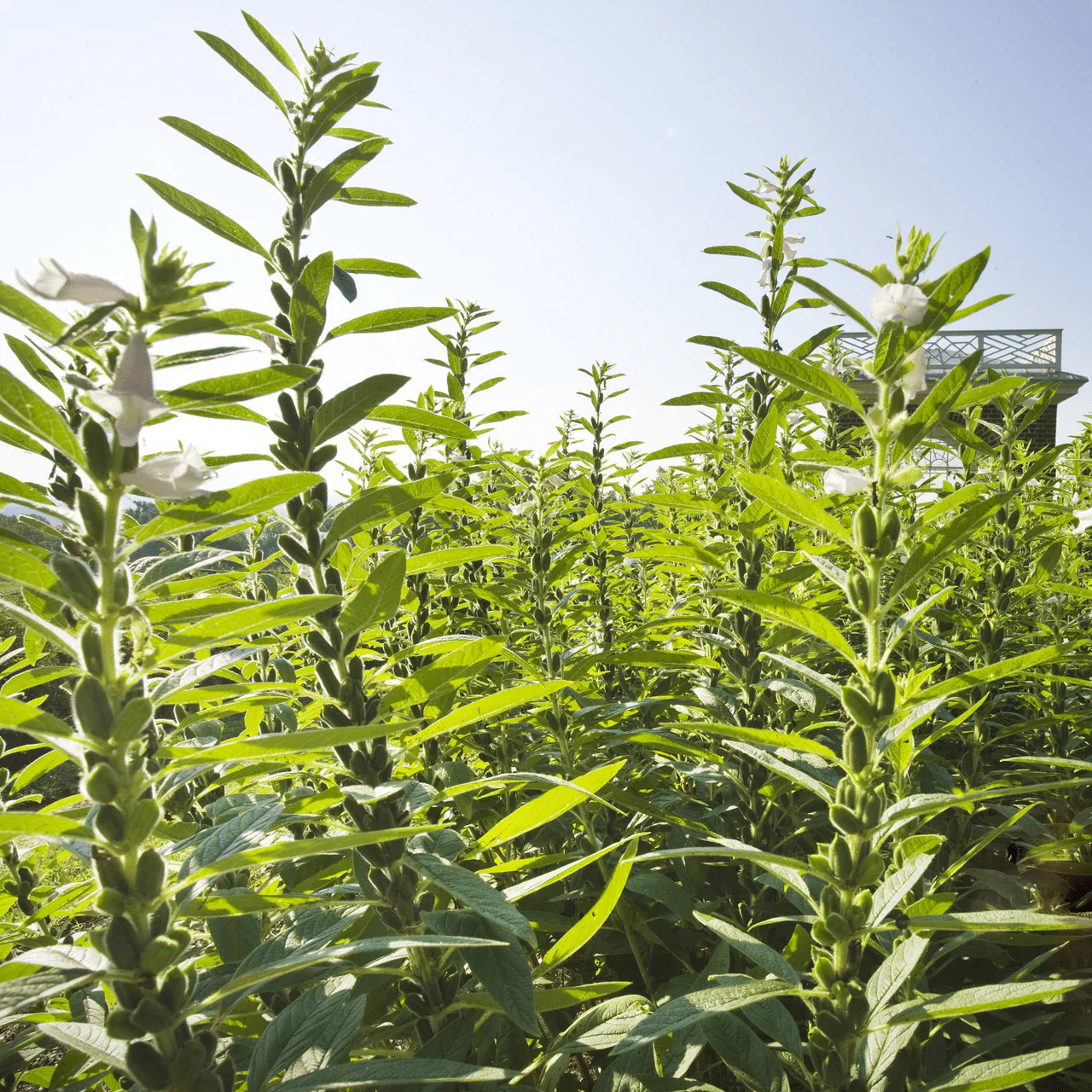 Sesame Seeds (Sesamum indicum) - Image 3