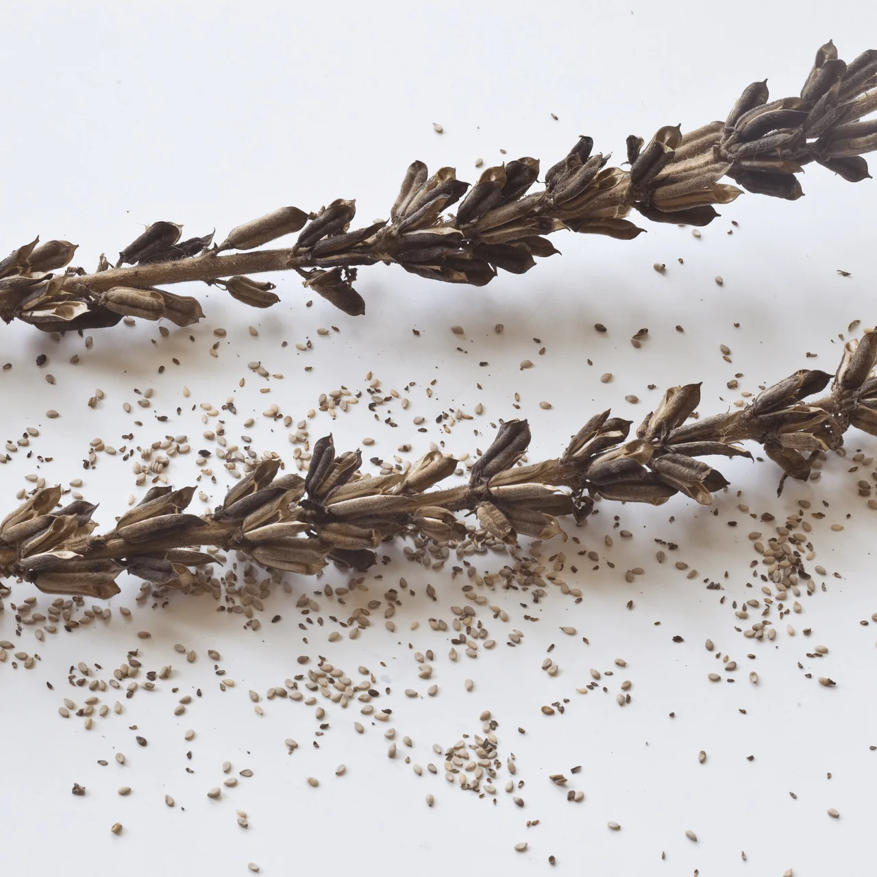 Sesame Seeds (Sesamum indicum) - Image 4