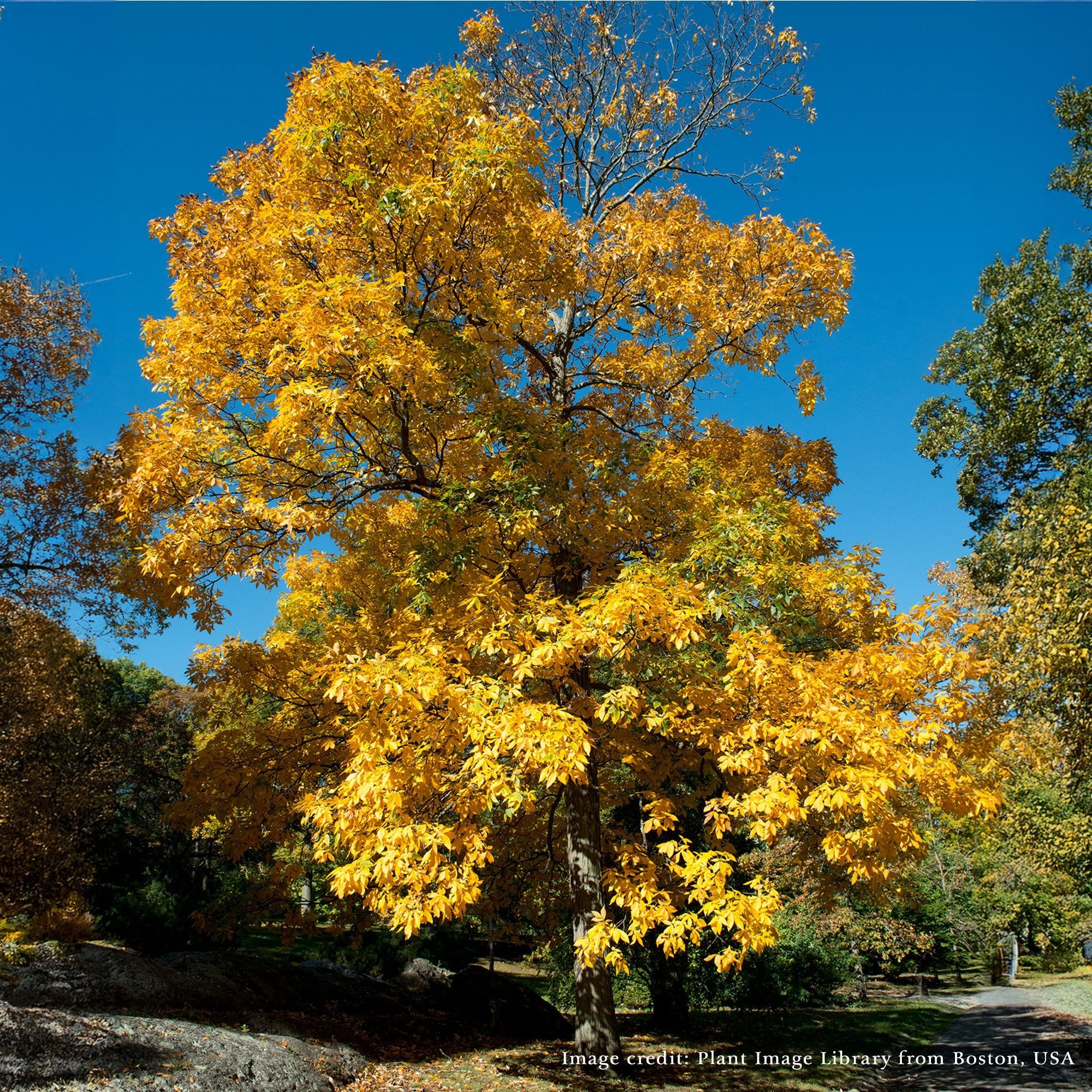 Bare Root Shagbark Hickory (Carya ovata)