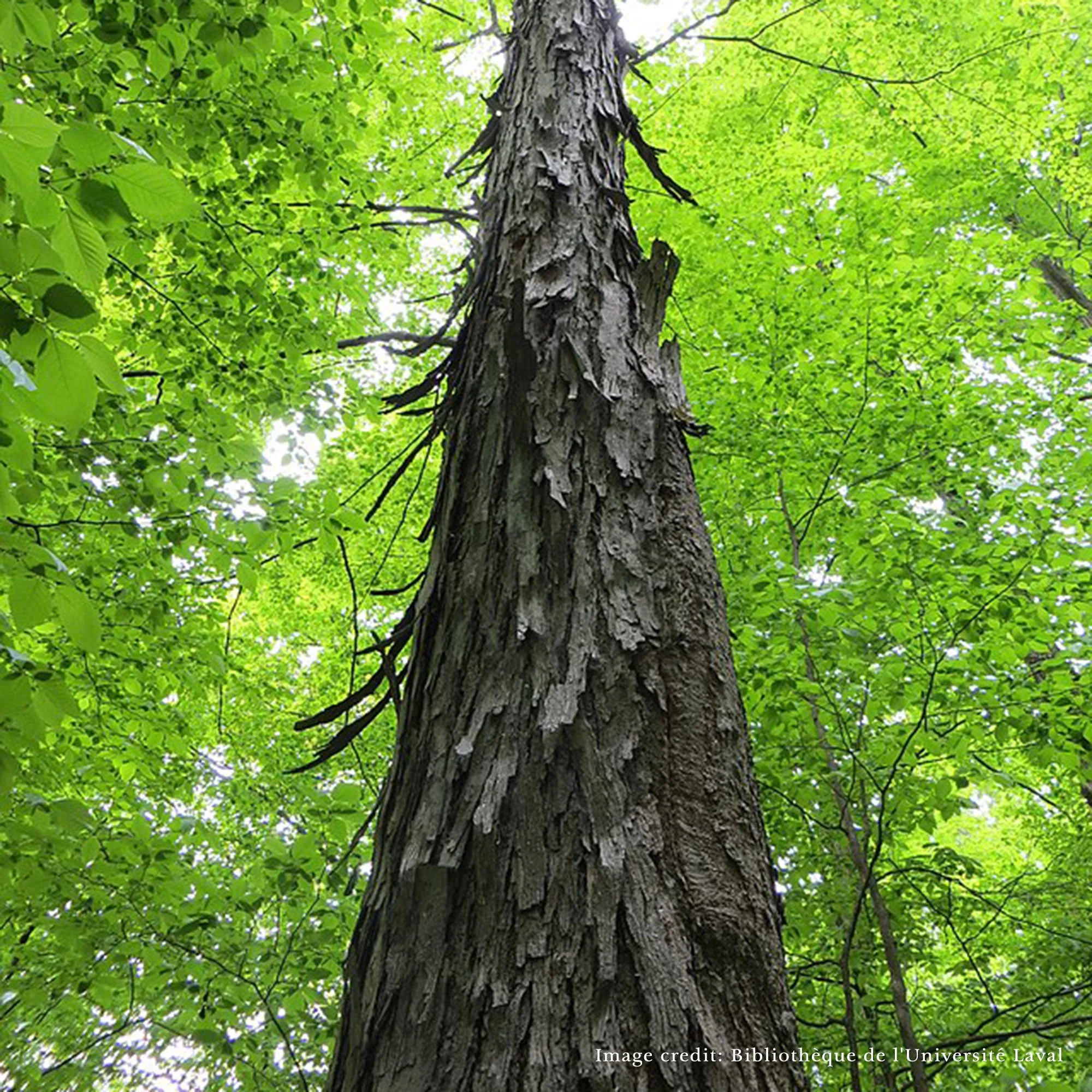 Bare Root Shagbark Hickory (Carya ovata) - Image 2