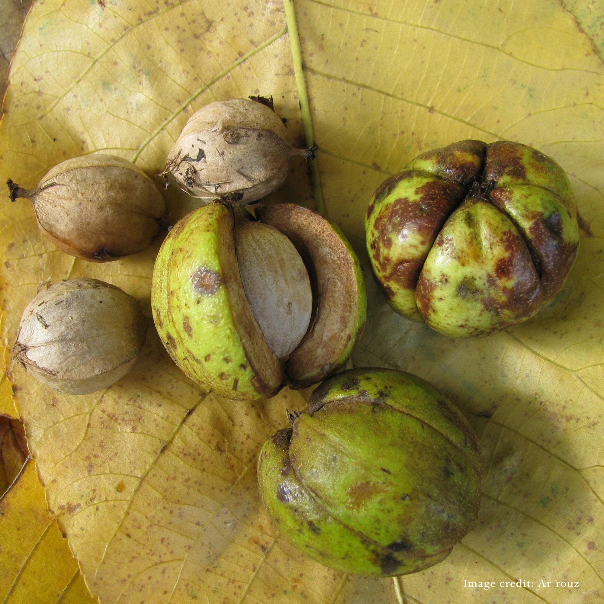 Bare Root Shagbark Hickory (Carya ovata) - Image 3