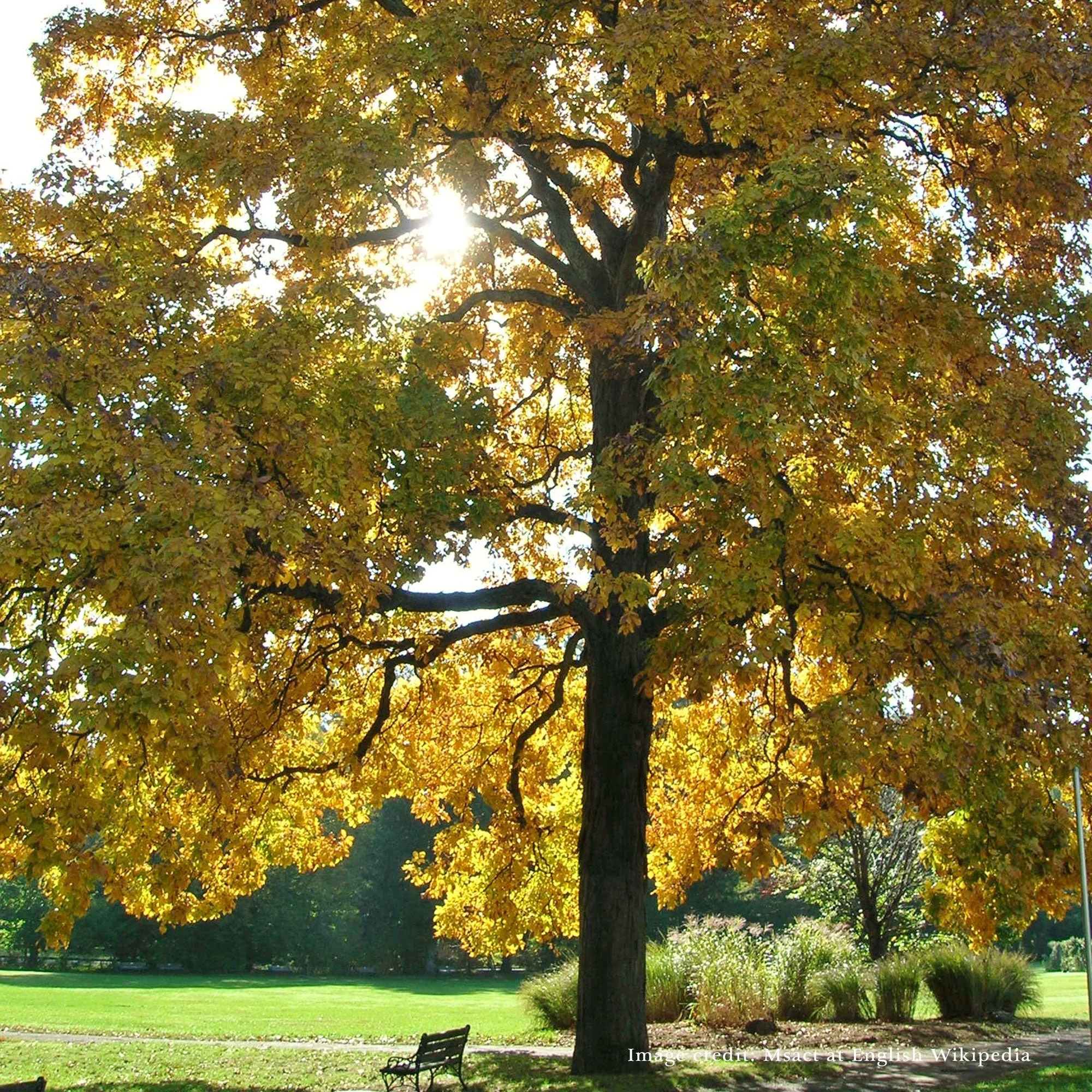 Bare Root Shagbark Hickory (Carya ovata) - Image 4