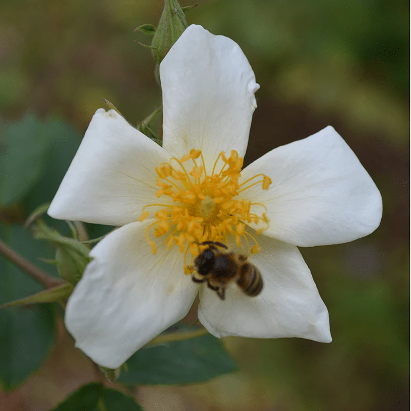 Single Musk Rose (Rosa moschata) - Image 2