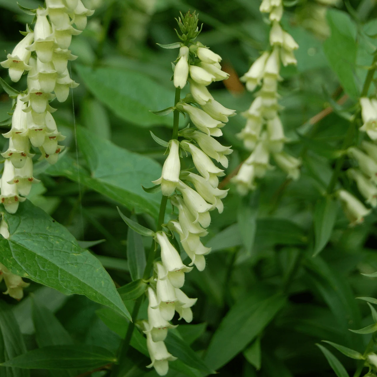 Small Yellow Foxglove Seeds (Digitalis lutea)