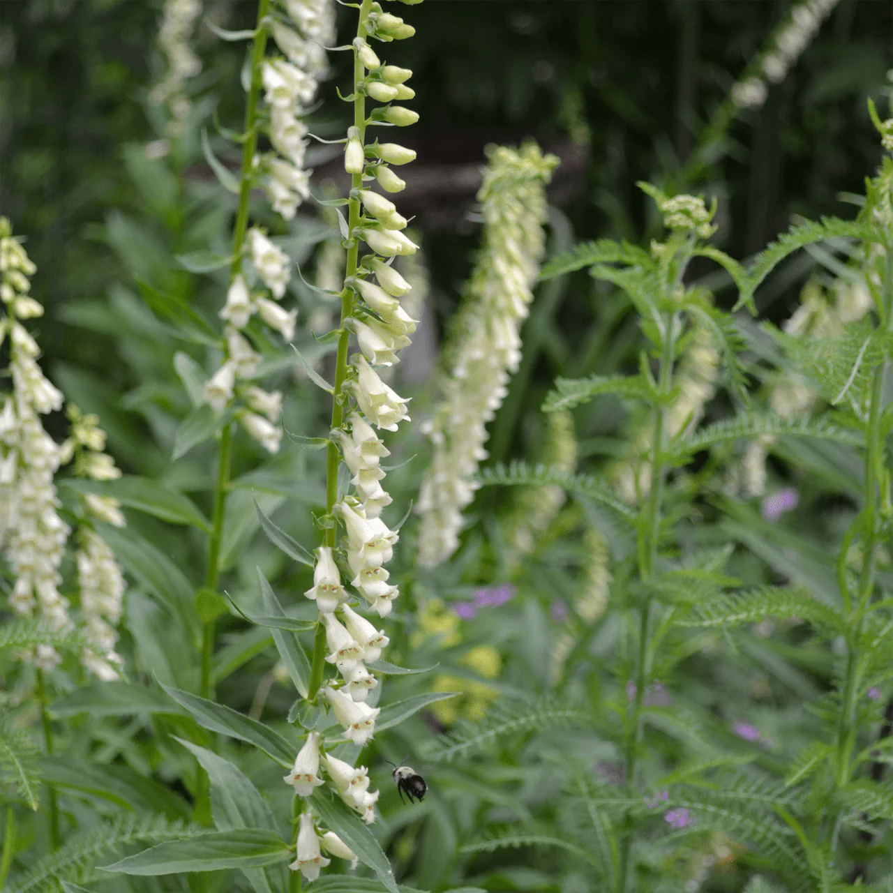 Small Yellow Foxglove Seeds (Digitalis lutea) - Image 2