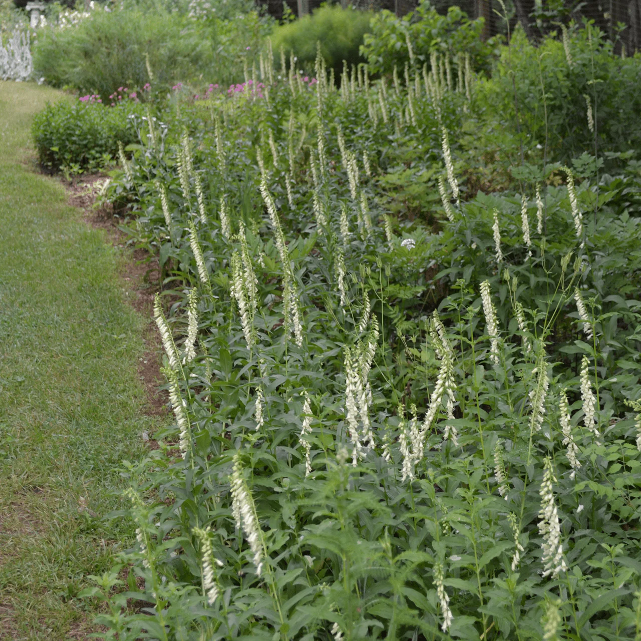 Small Yellow Foxglove Seeds (Digitalis lutea) - Image 3