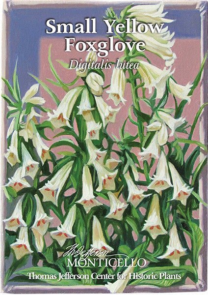 Small Yellow Foxglove Seeds (Digitalis lutea) - Image 4