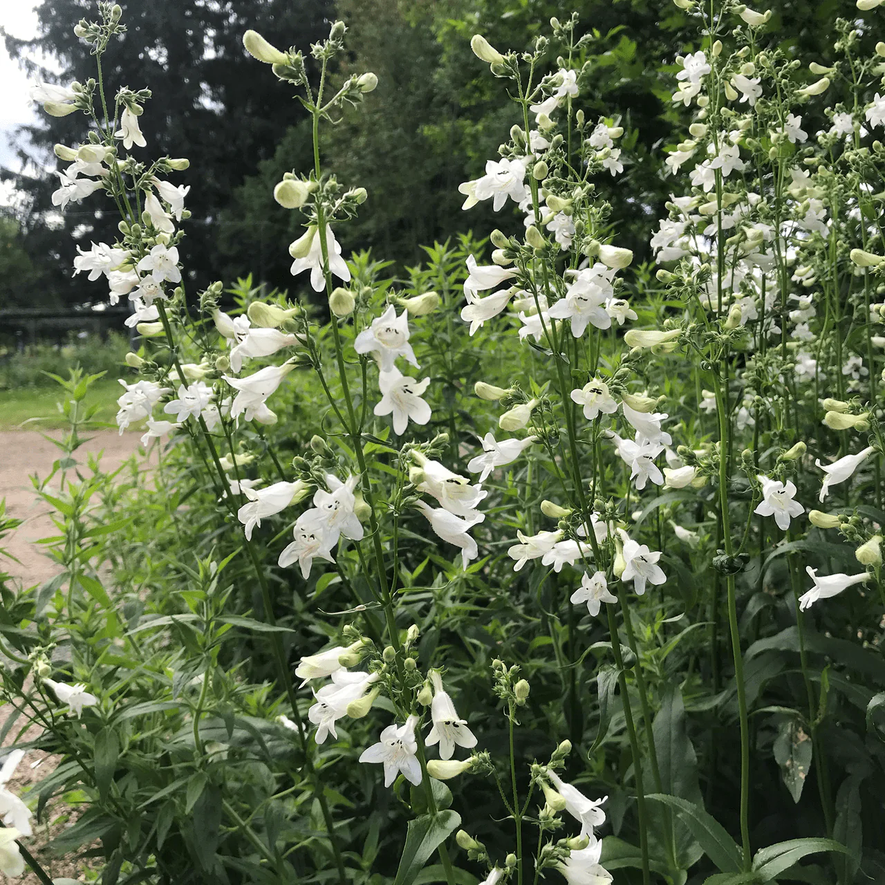 Smooth Penstemon (Penstemon digitalis) - Image 2