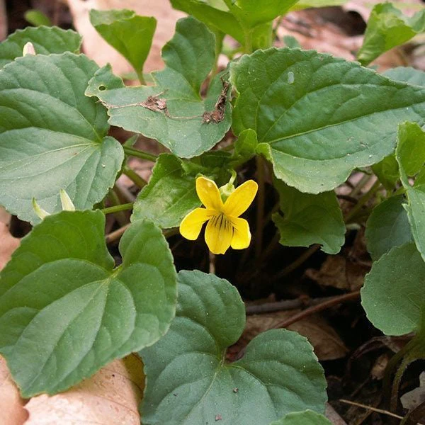Smooth Yellow Violet (Viola pensylvanica)