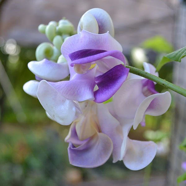 Snail Flower (Vigna caracalla) - Image 2