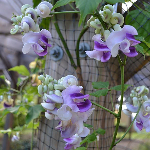 Snail Flower (Vigna caracalla) - Image 3