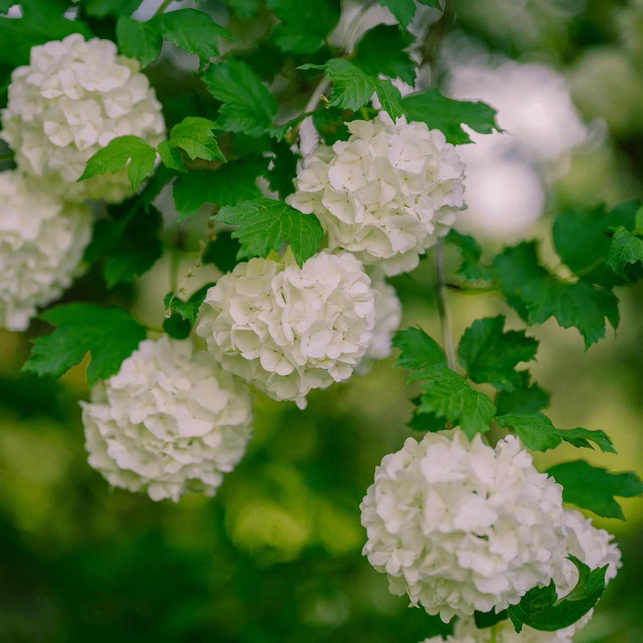 Snowball Bush (Viburnum opulus roseum)