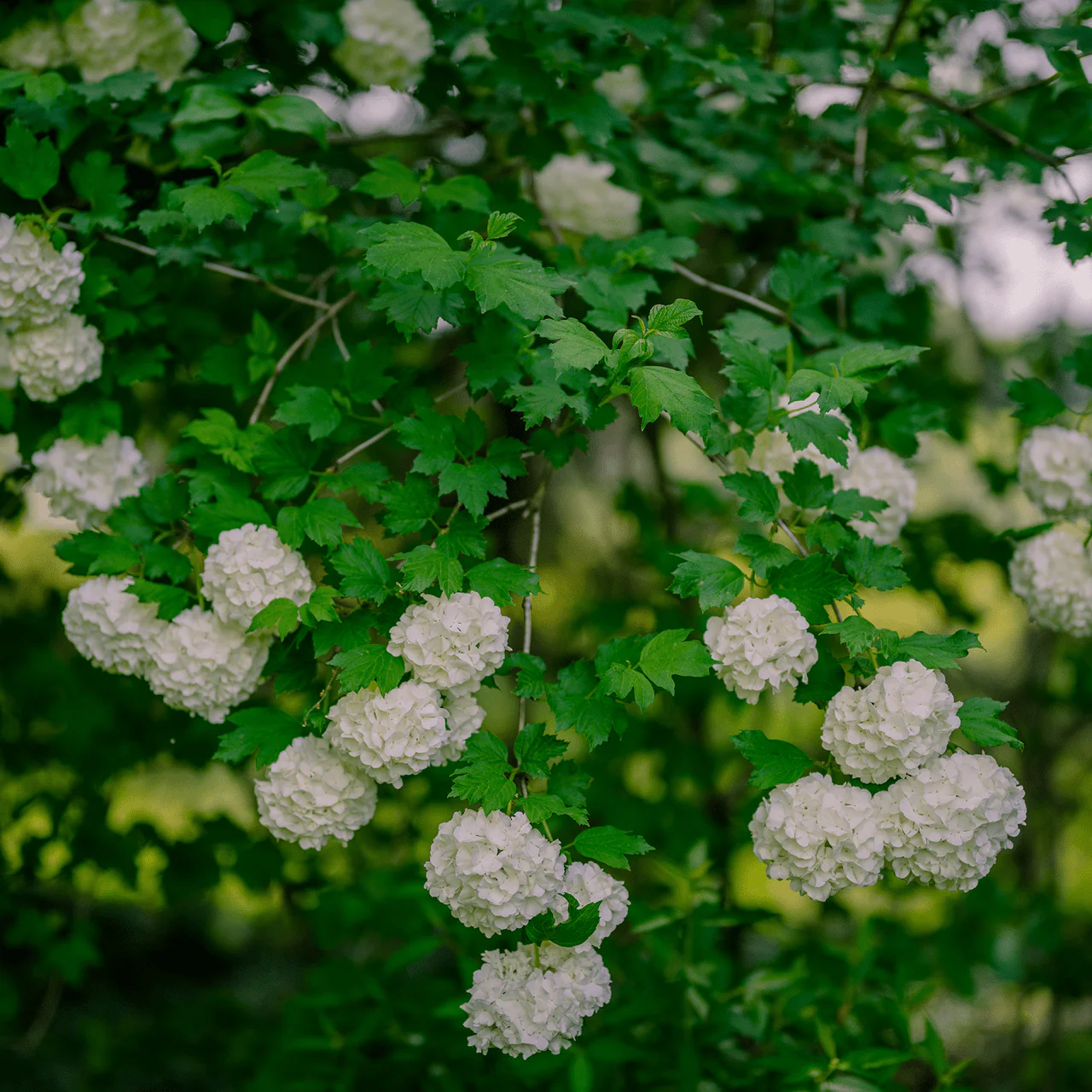 Snowball Bush (Viburnum opulus roseum) - Image 2
