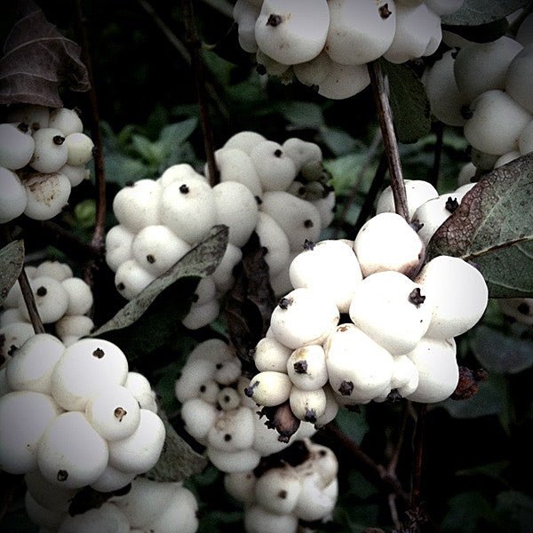 Snowberry (Symphoricarpos albus) - Image 2