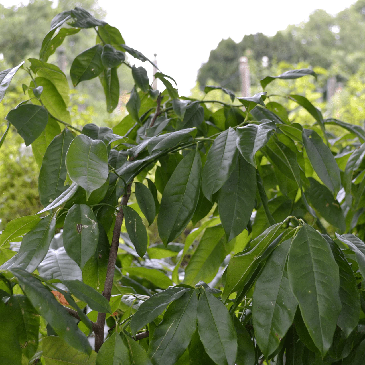 Sourwood (Oxydendrum arboreum) - Image 2