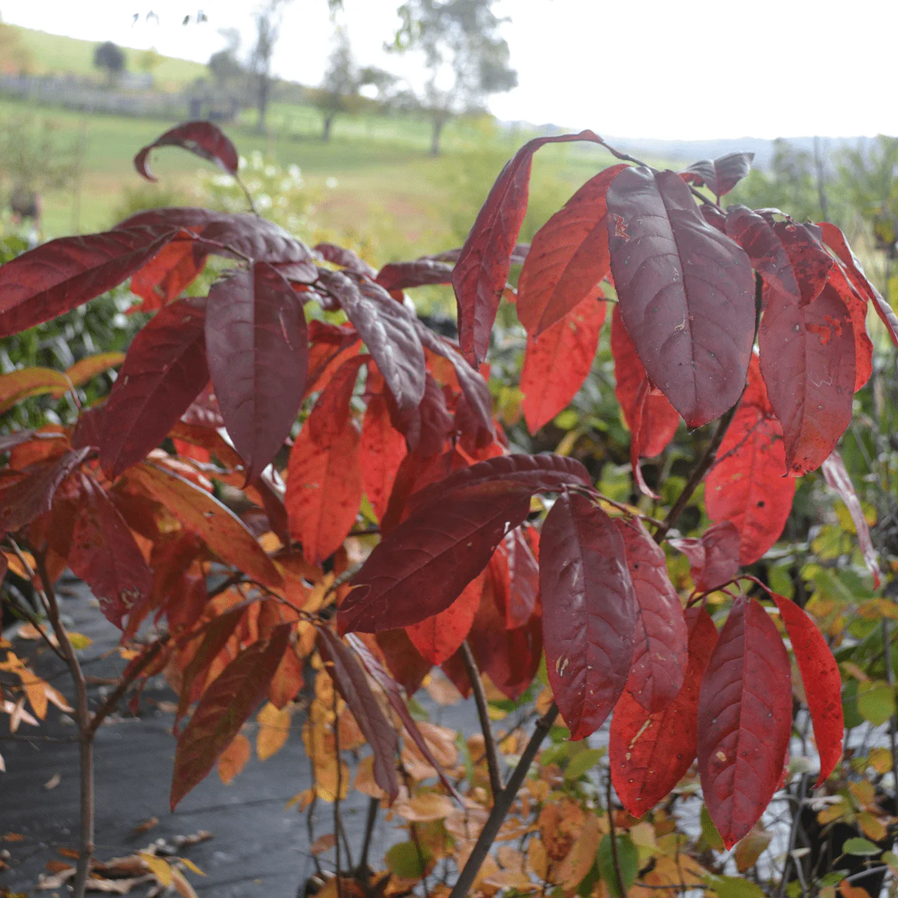 Sourwood (Oxydendrum arboreum) - Image 3