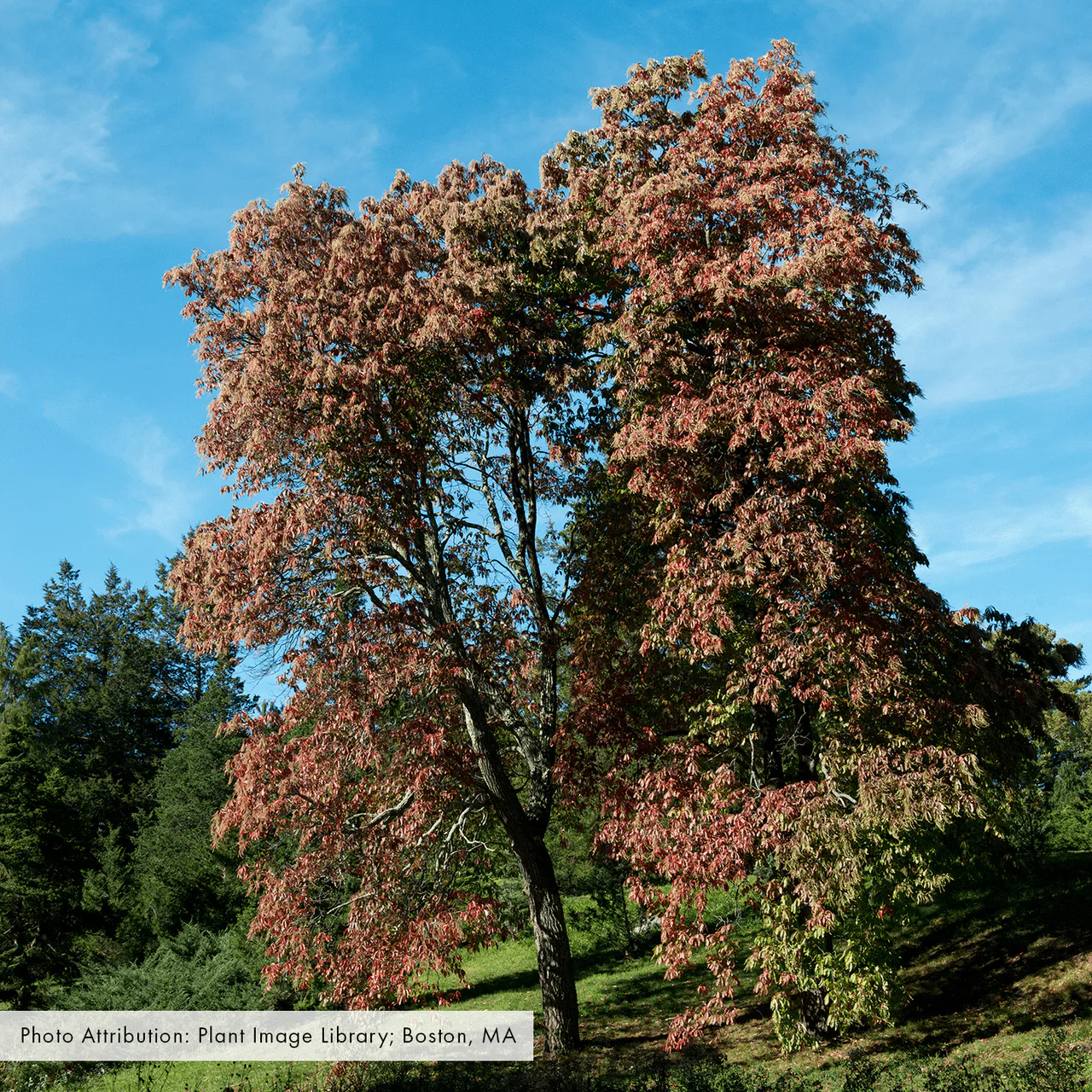 Sourwood (Oxydendrum arboreum) - Image 4