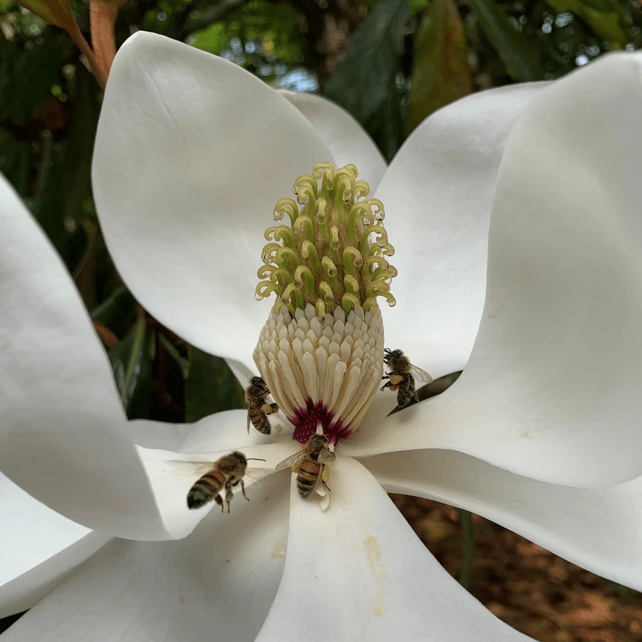 Southern Magnolia (Magnolia grandiflora) - Image 3