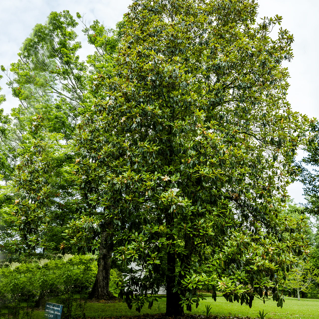 Southern Magnolia (Magnolia grandiflora) - Image 5