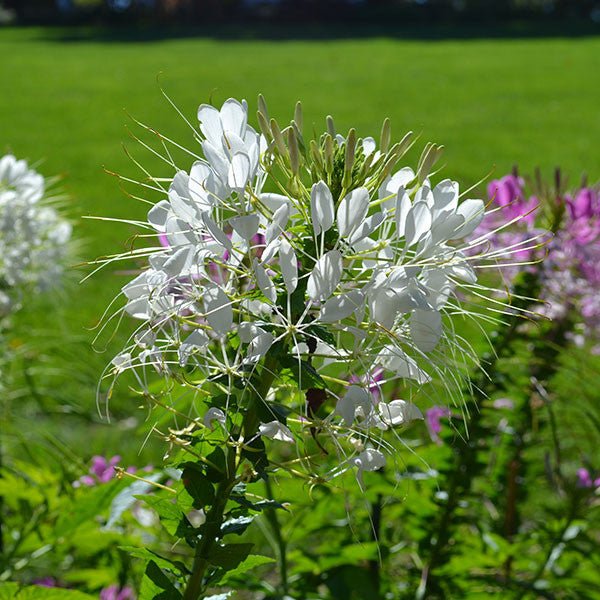 Spider Flower Seeds (Cleome hasslerana) - Image 3