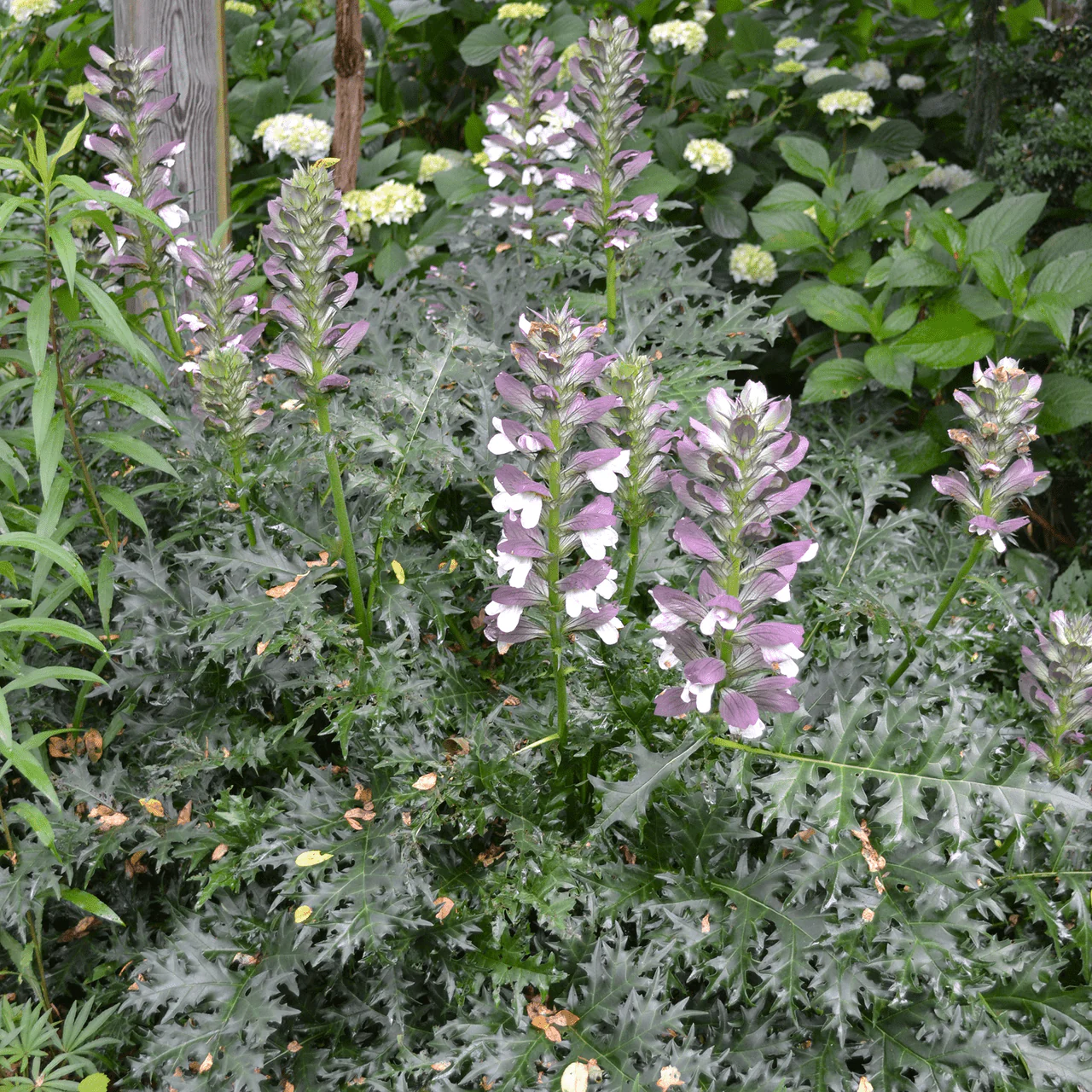Spiny Bear's Breeches (Acanthus spinosus) - Image 2
