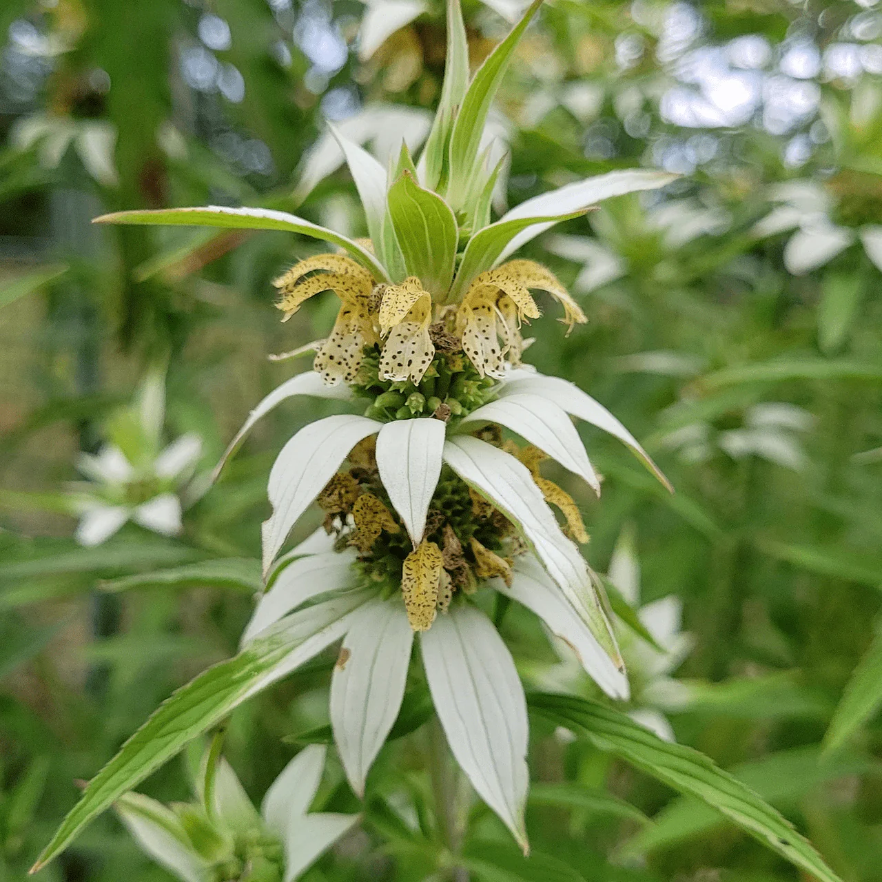 Spotted Beebalm; Dotted Mint (Monarda punctata)