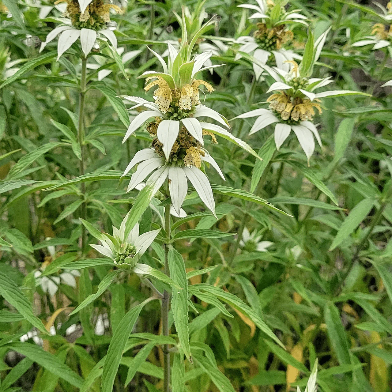 Spotted Beebalm; Dotted Mint (Monarda punctata) - Image 2