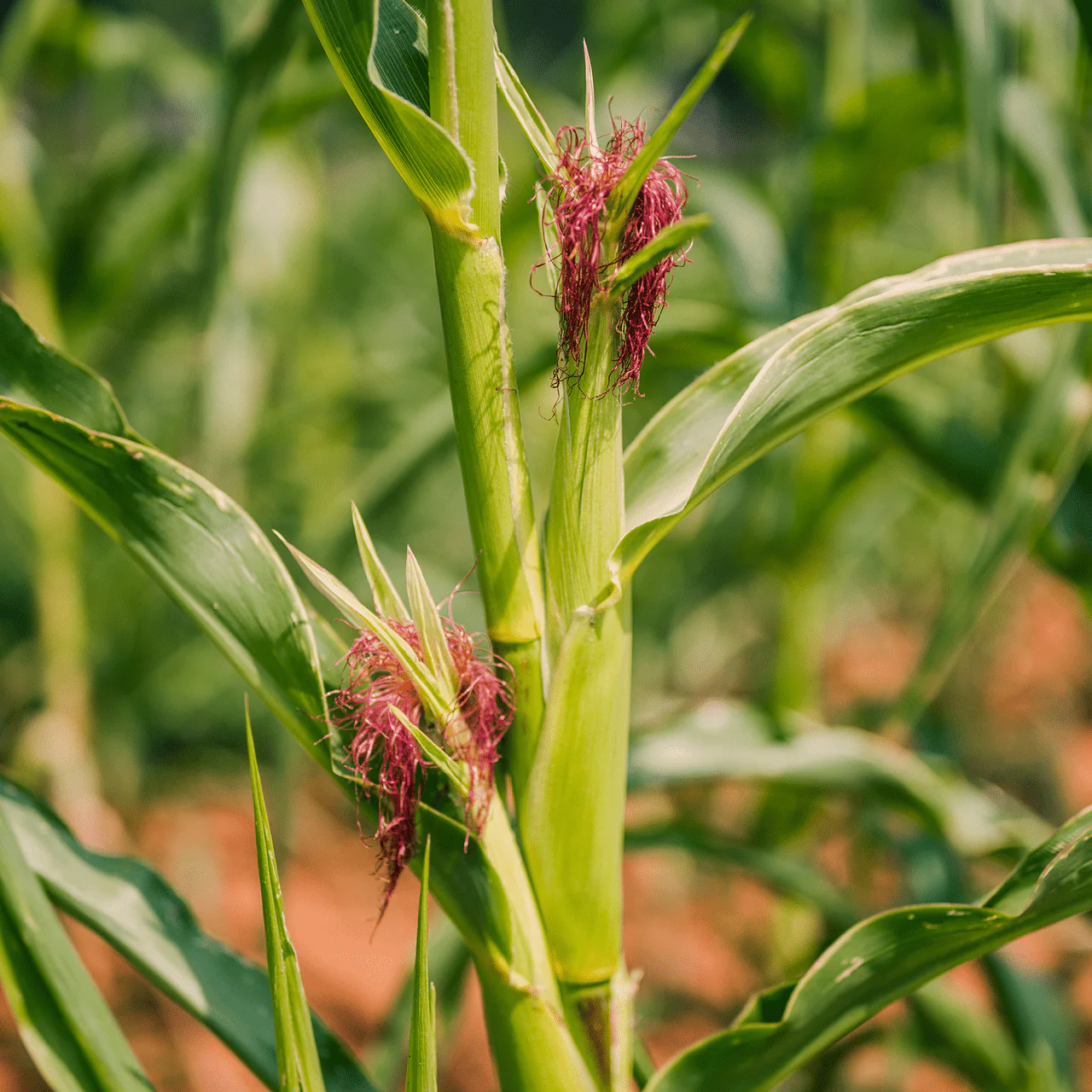Stowell's Evergreen White Corn Seeds (Zea mays variety) - Image 2