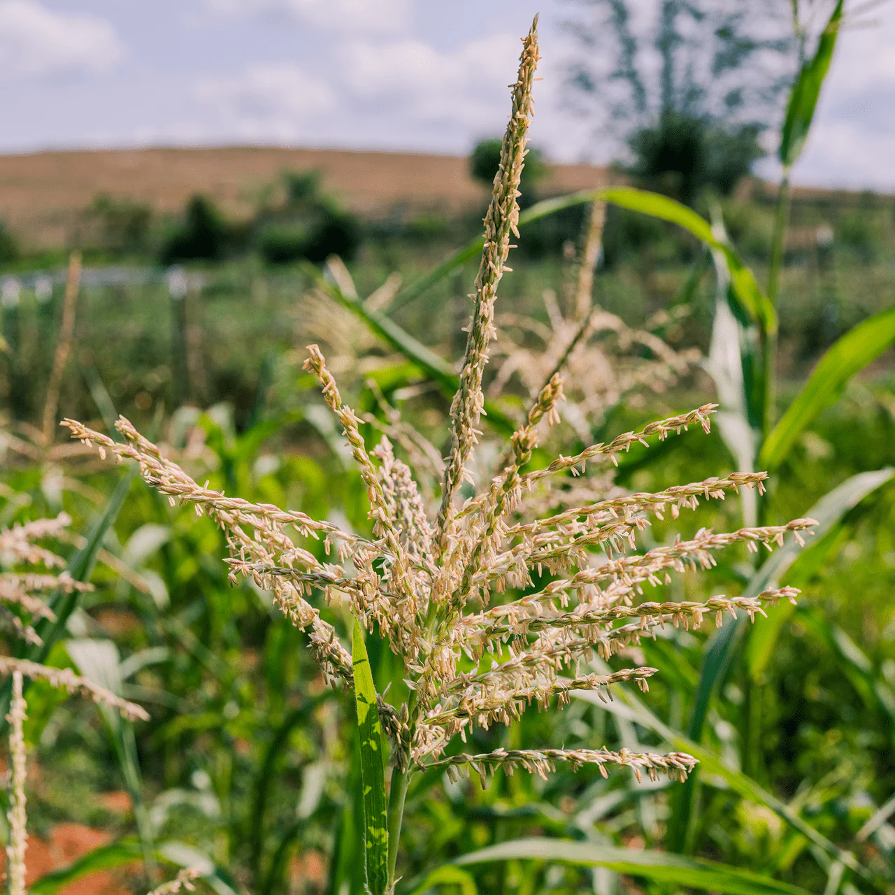 Stowell's Evergreen White Corn Seeds (Zea mays variety) - Image 3