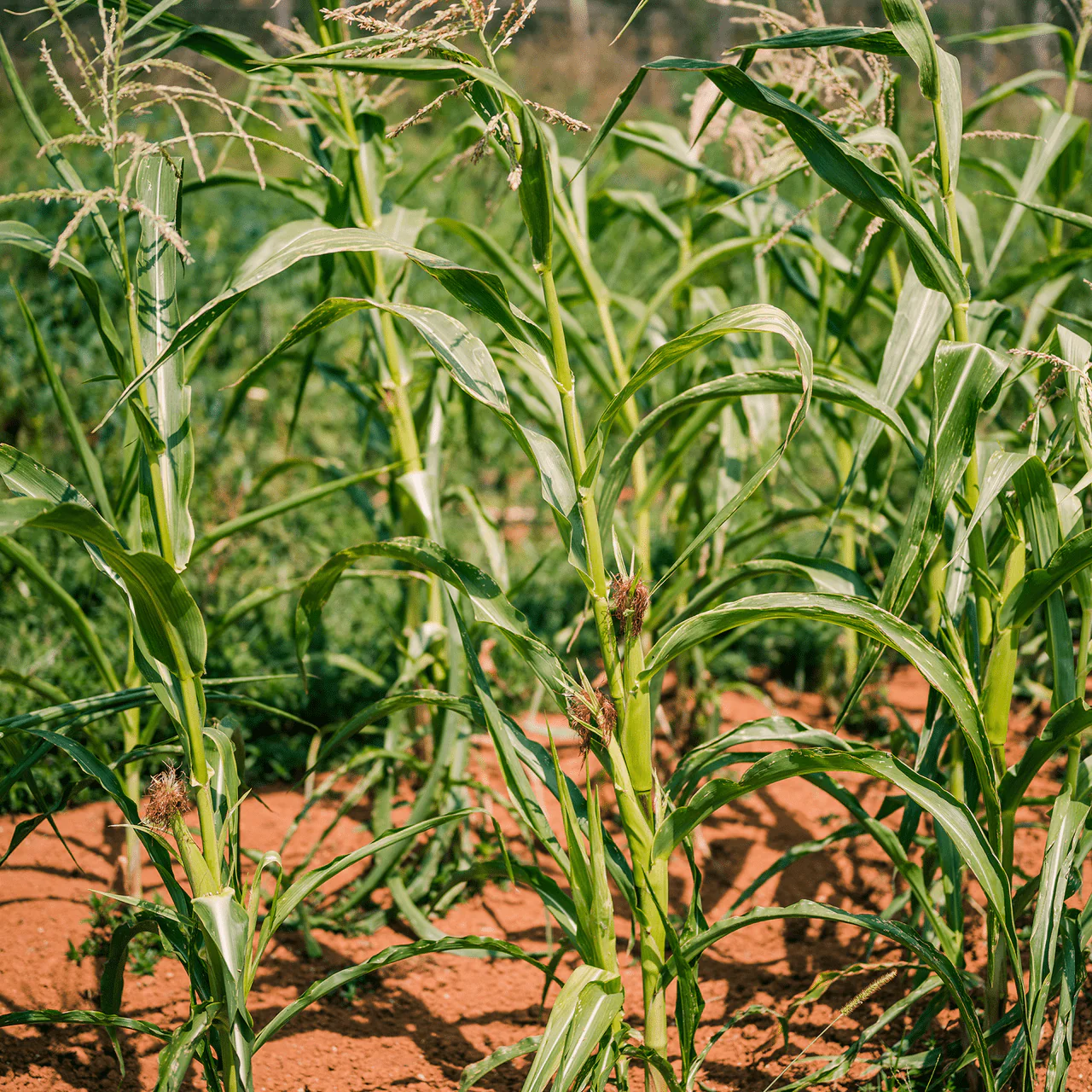 Stowell's Evergreen White Corn Seeds (Zea mays variety) - Image 4