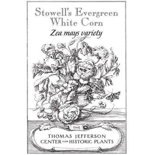 Stowell's Evergreen White Corn Seeds (Zea mays variety) - Image 5