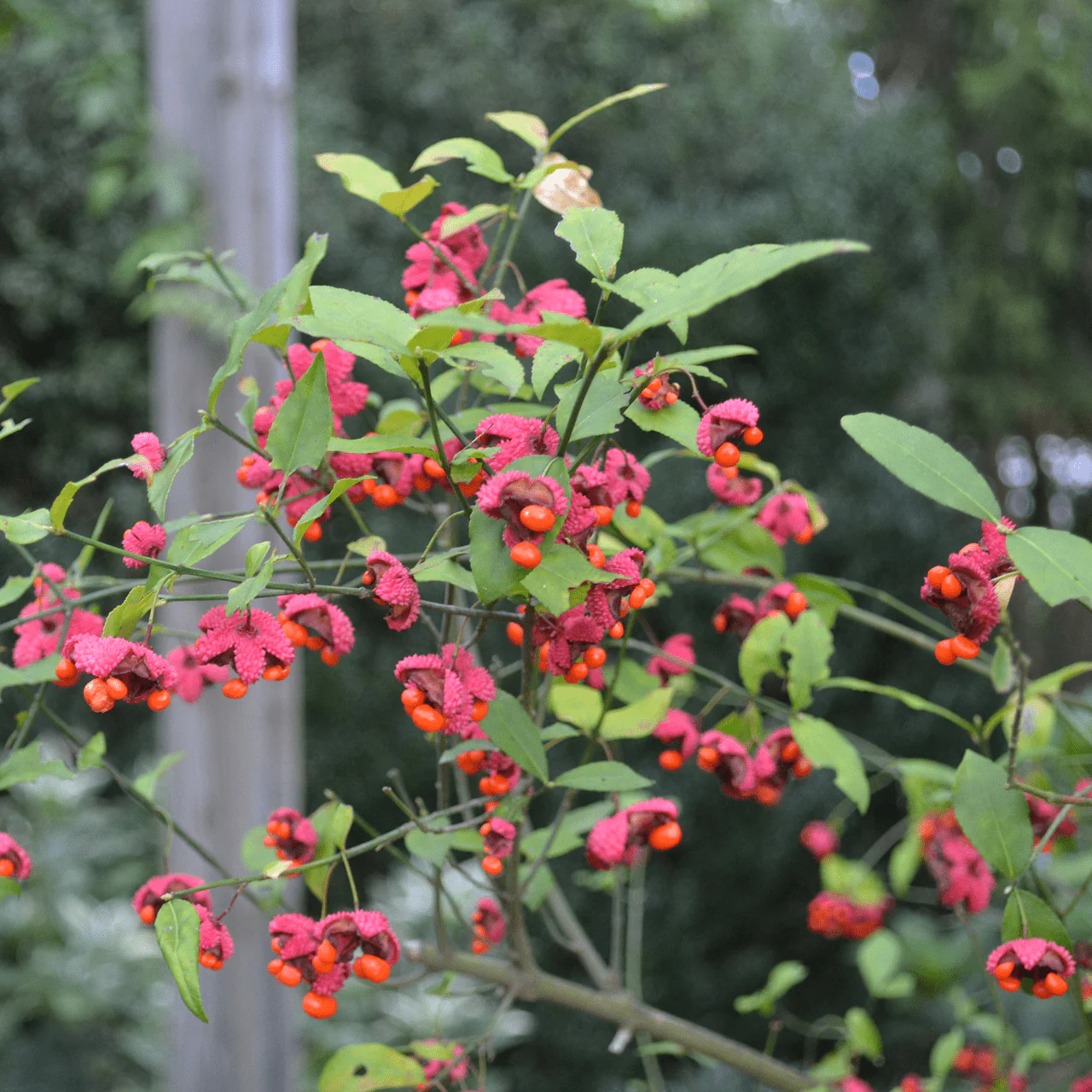 Strawberry Bush (Euonymus americanus) - Image 2