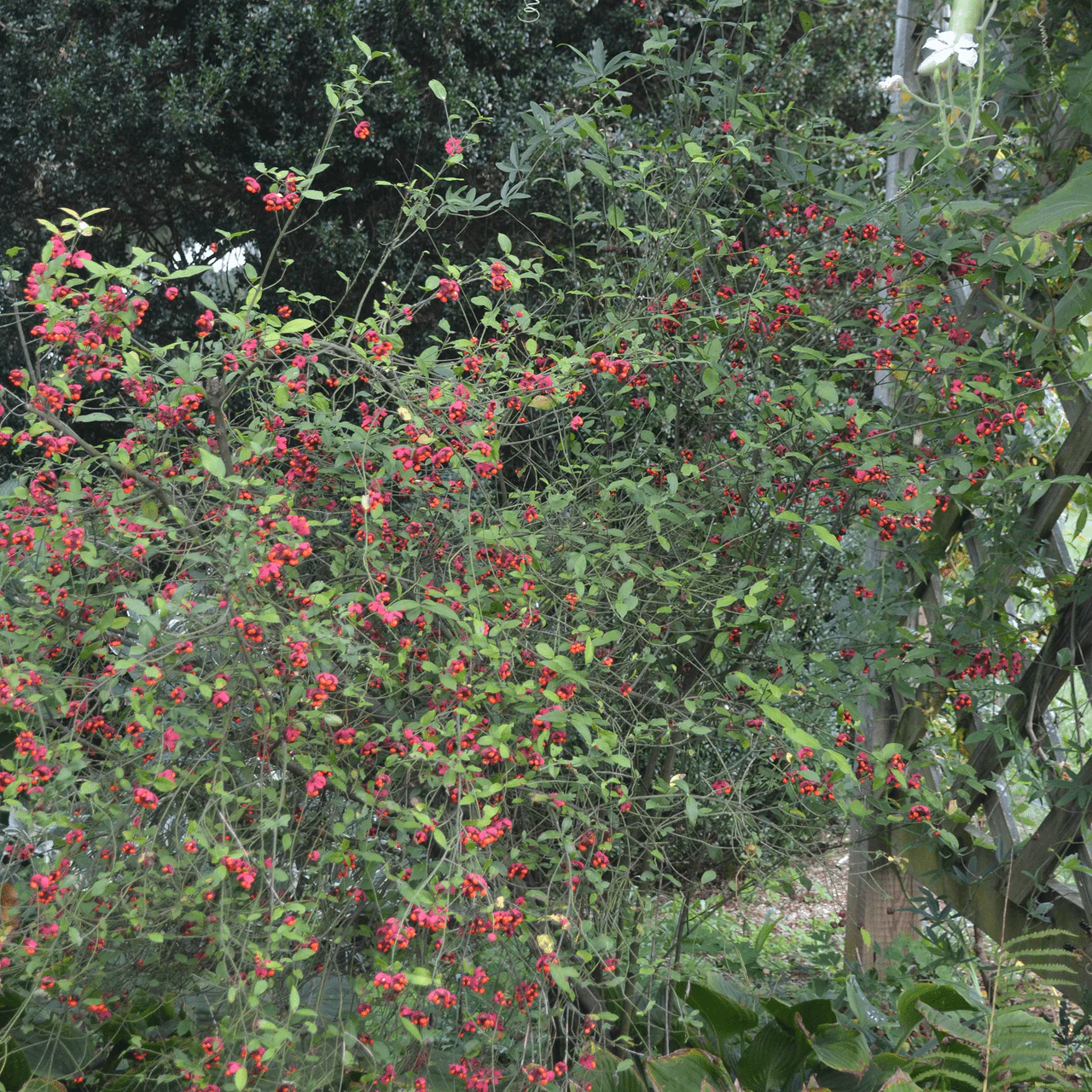 Strawberry Bush (Euonymus americanus) - Image 3