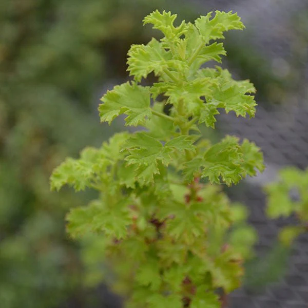 Strawberry-scented Geranium (Pelargonium x scarboroviae) - Image 2