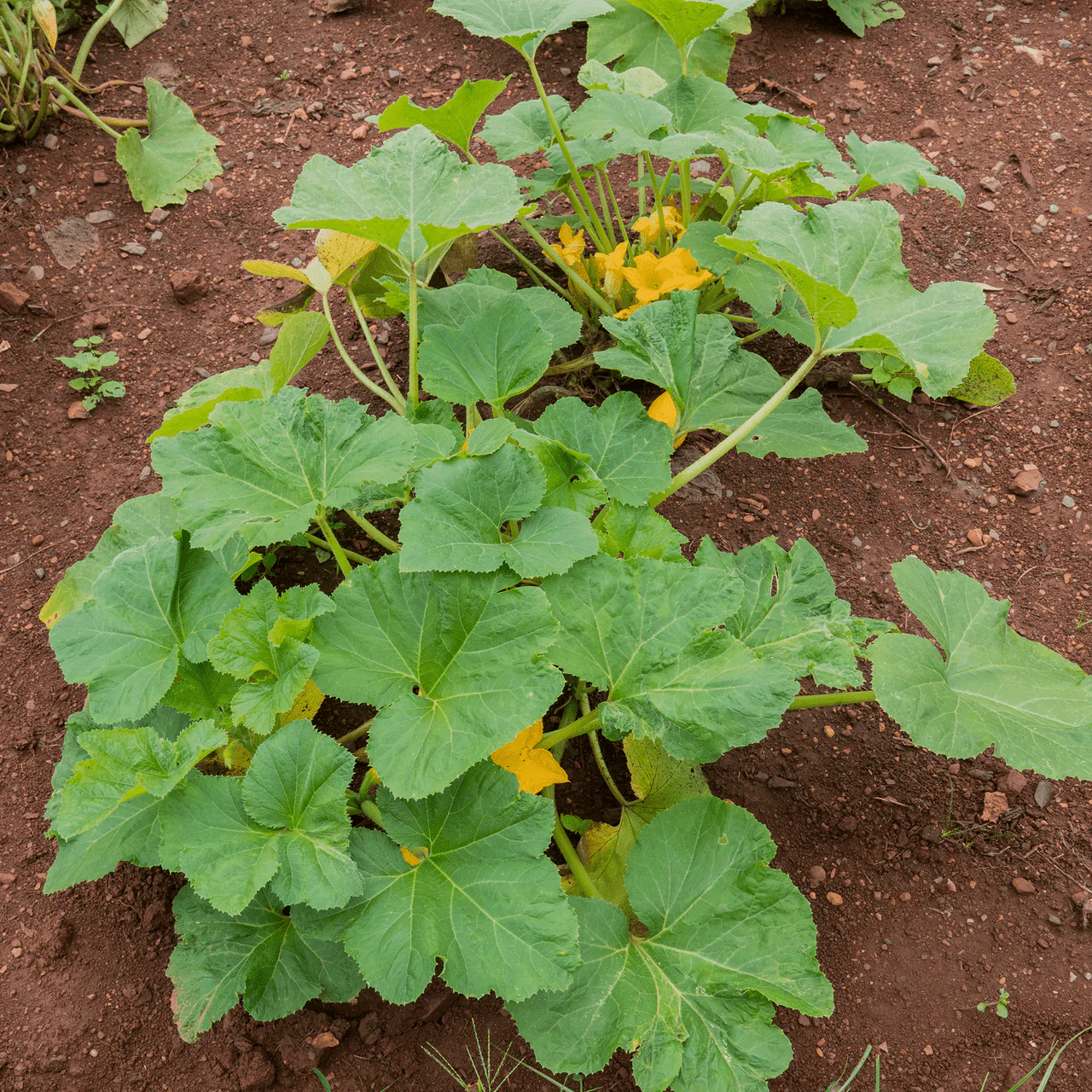 Summer Crookneck Squash Seeds (Cucurbita pepo cv.) - Image 2