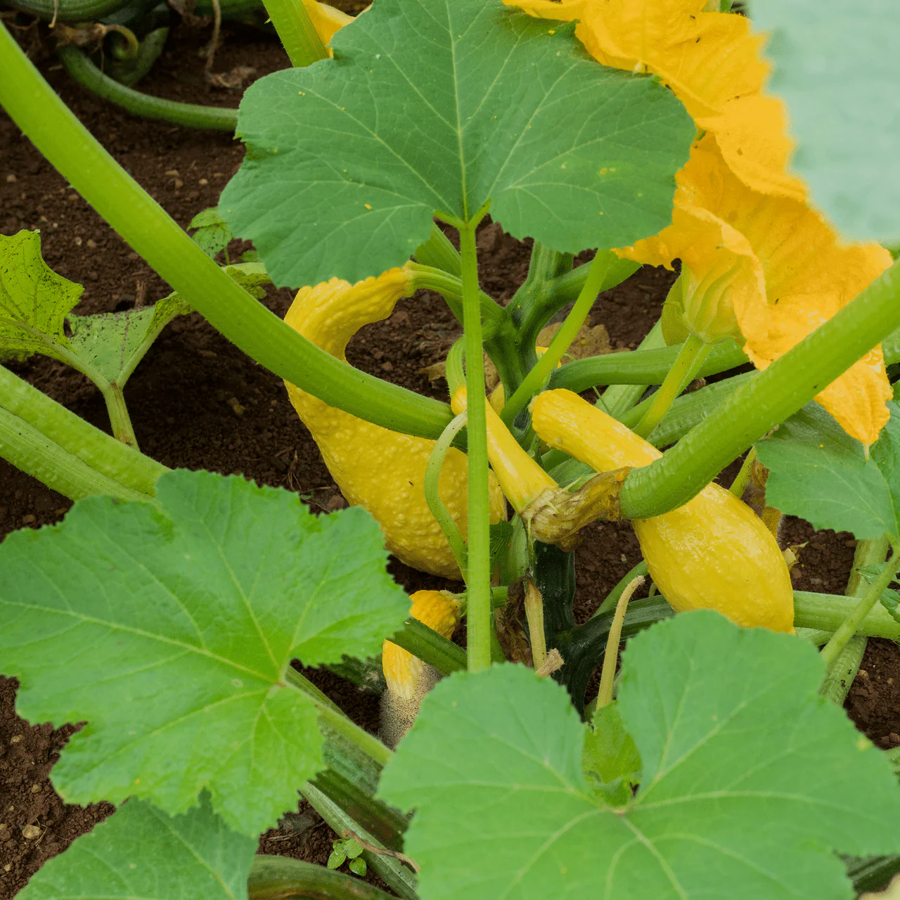 Summer Crookneck Squash Seeds (Cucurbita pepo cv.) - Image 3