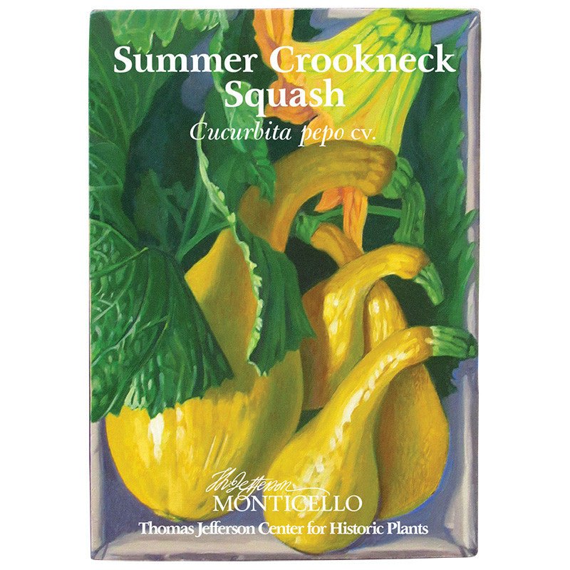 Summer Crookneck Squash Seeds (Cucurbita pepo cv.) - Image 4