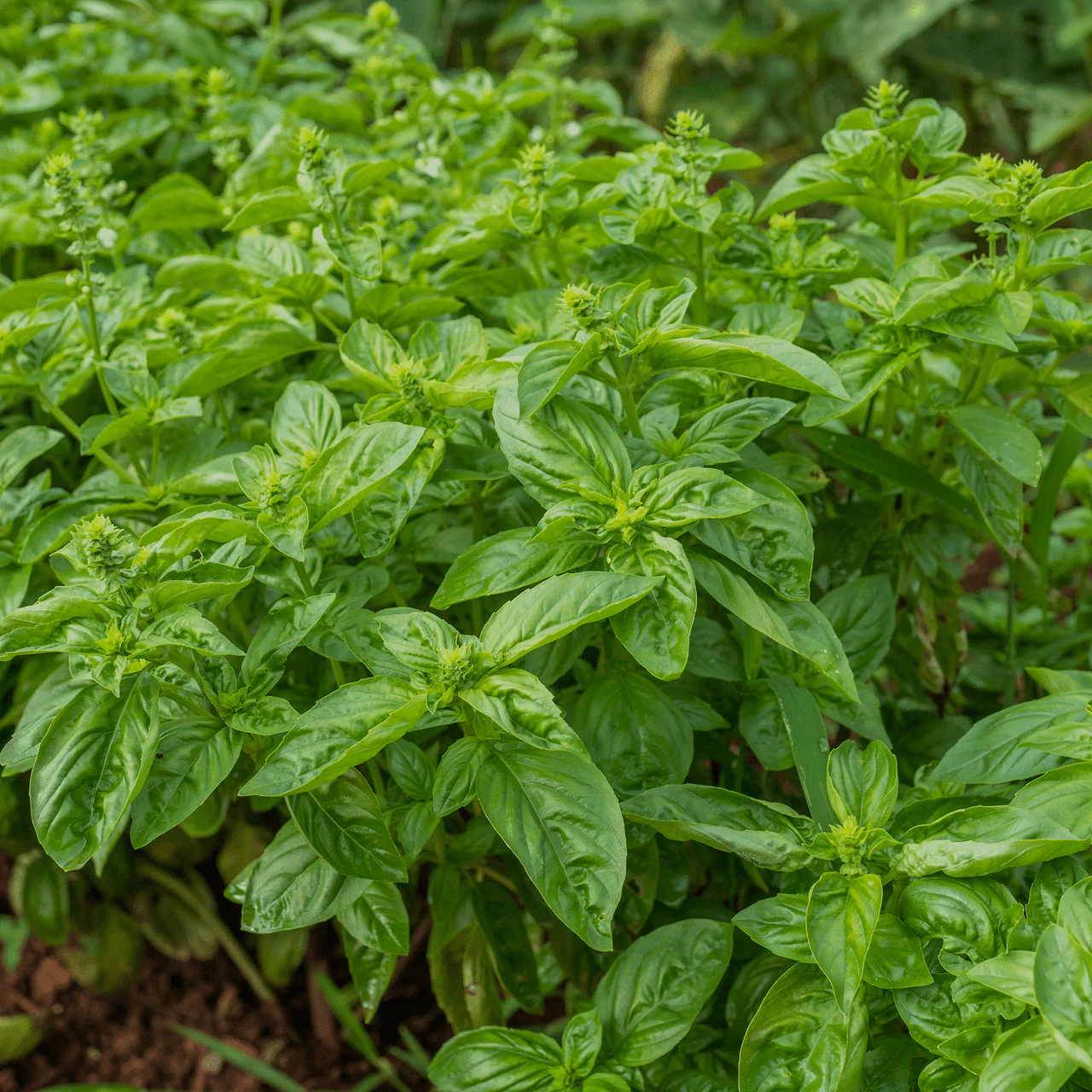 Sweet Basil Seeds (Ocimum basilicum) - Image 3
