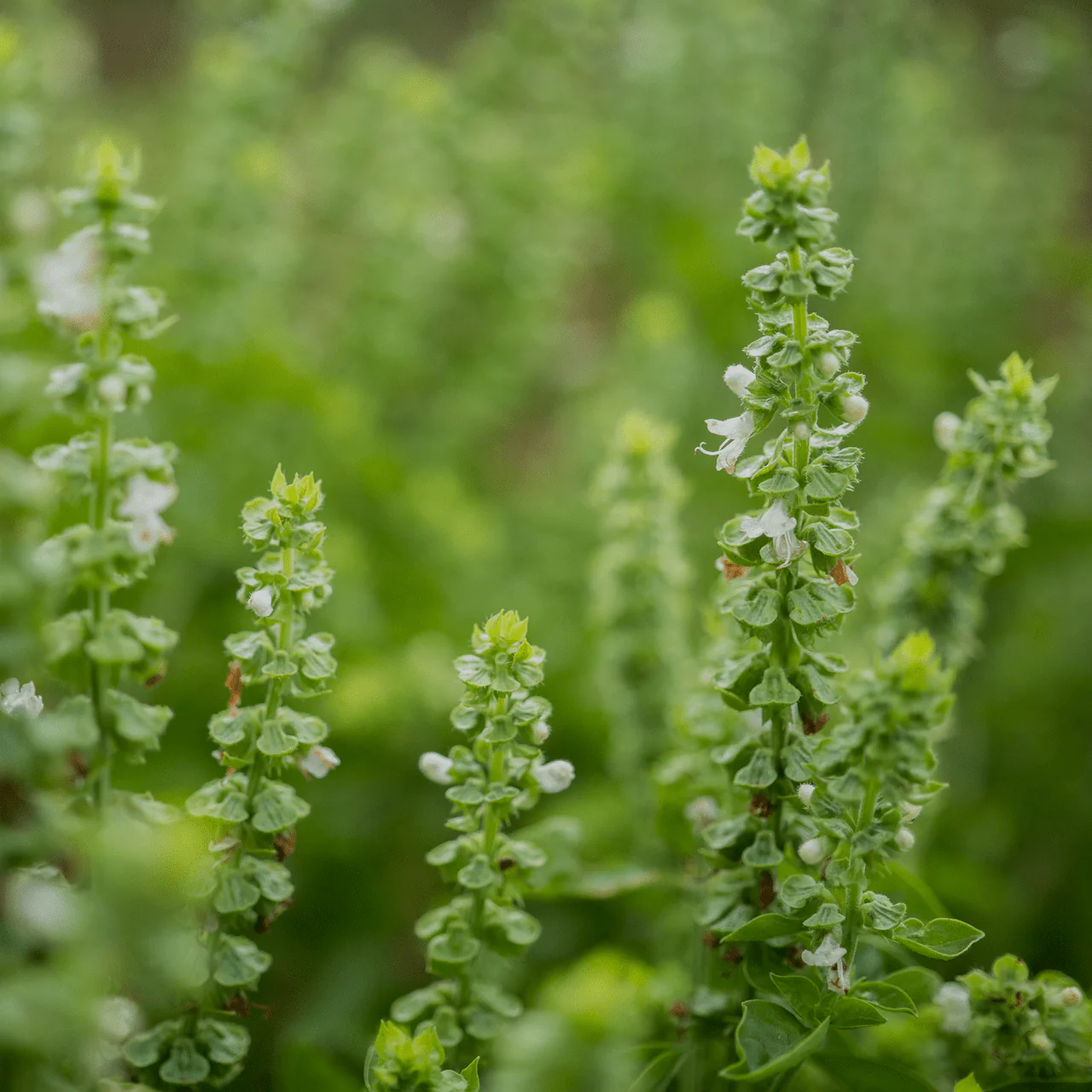 Sweet Basil Seeds (Ocimum basilicum) - Image 5