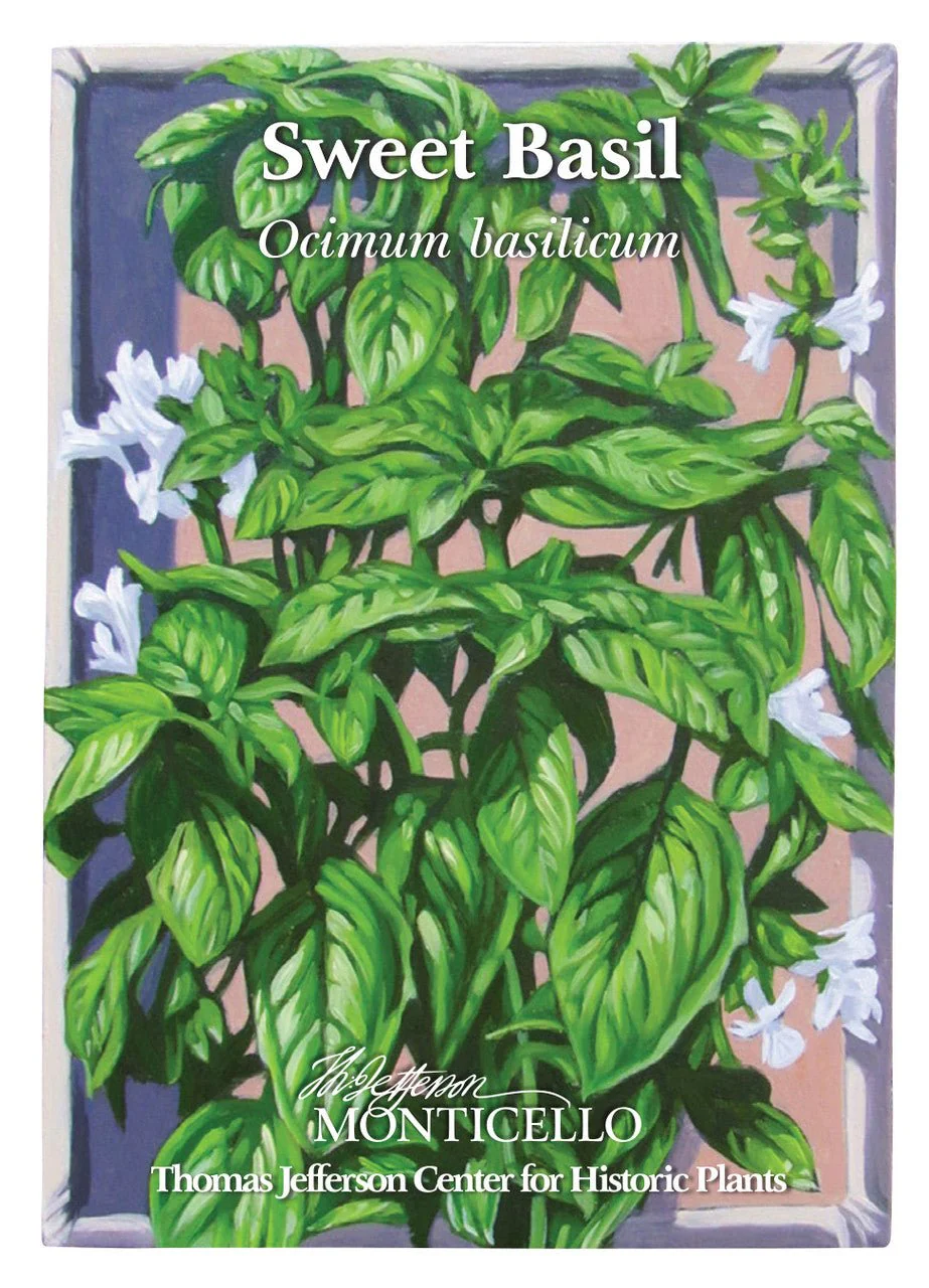 Sweet Basil Seeds (Ocimum basilicum) - Image 6